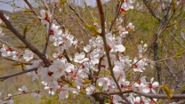 梨花